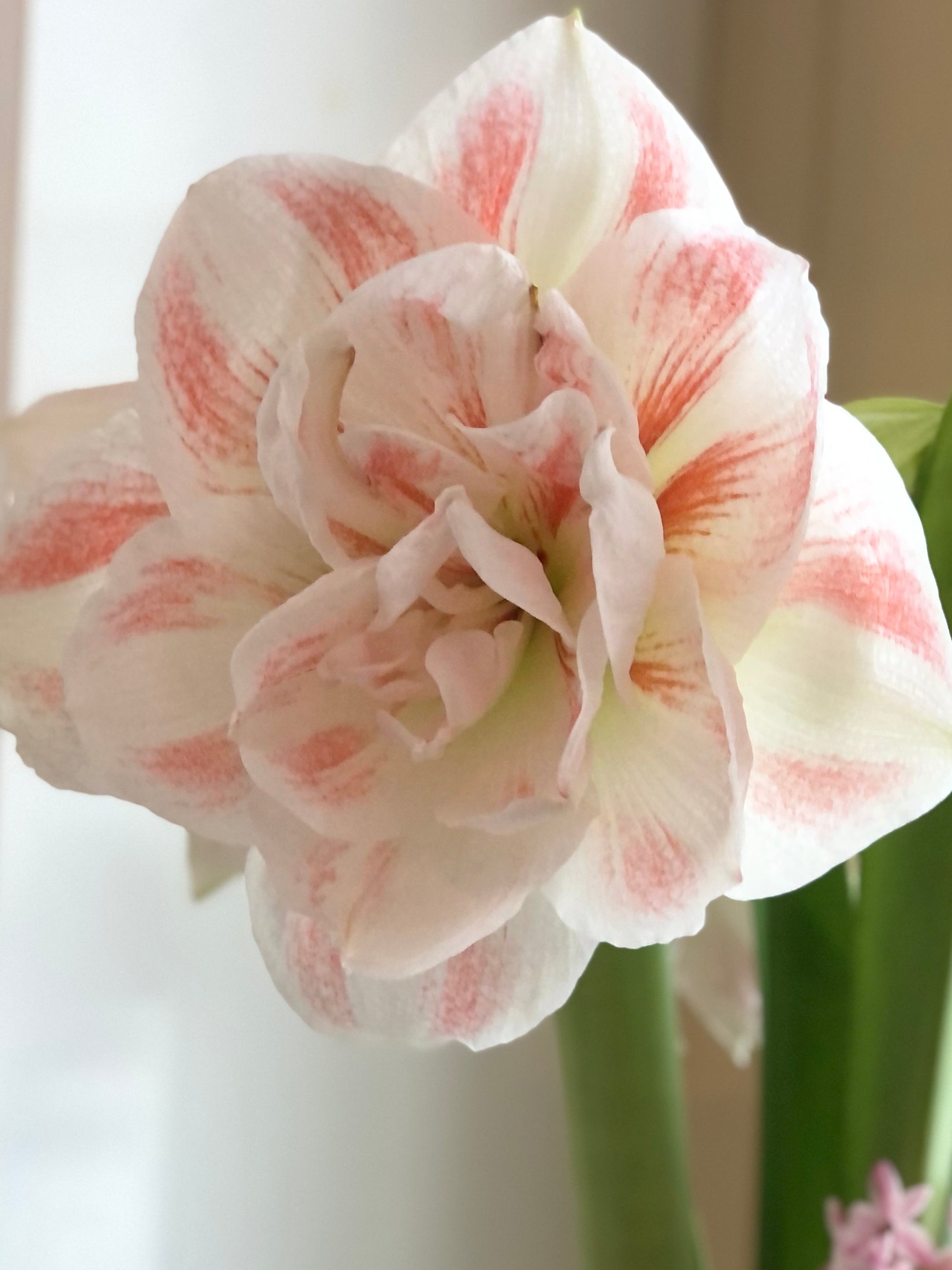 Amaryllis