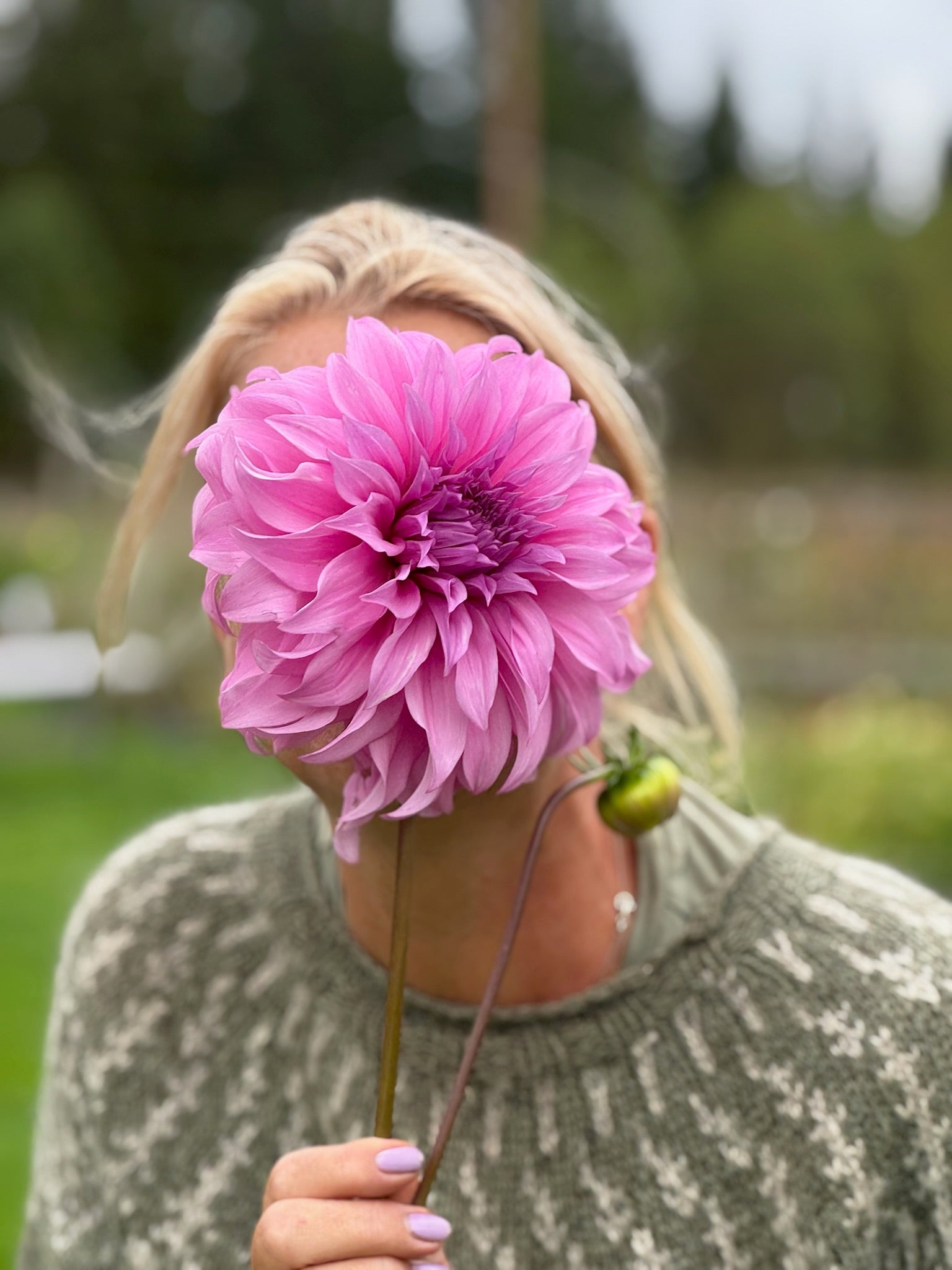 Dahlia/ Georgine Knoller
