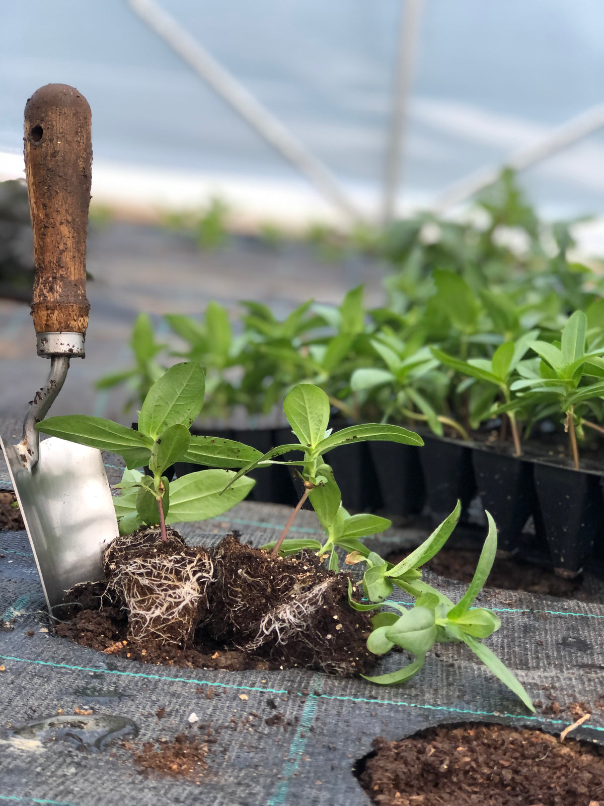 Blomsterplanter til utplanting i tunnel
