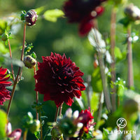 Dahlia 'Sam Hopkins'