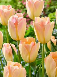 Tulipanløk Miks 15 stk - 'Petal Power'