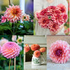 Dahlia Miks 'Garden Party' 5 sorter