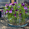 Blomsterfakir 'The Ring' 200 mm Hanataba