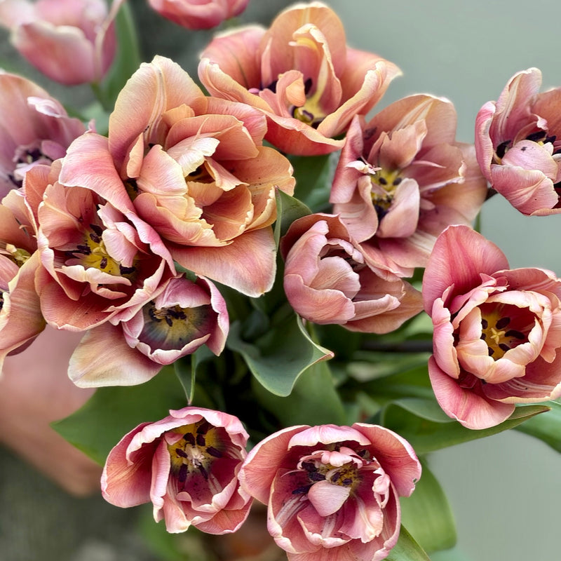 Tulipanløk Miks 20 stk - 'Perfection'