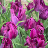 Tulipanløk Miks 15 stk - 'Awake'