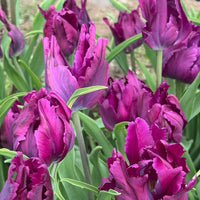 Tulipanløk Miks 15 stk - 'Awake'