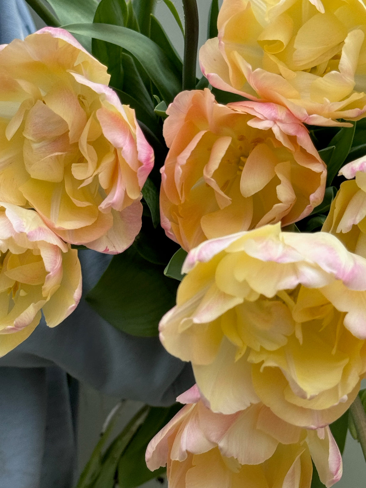 Tulipanløk Miks 15 stk - 'Petal Power'