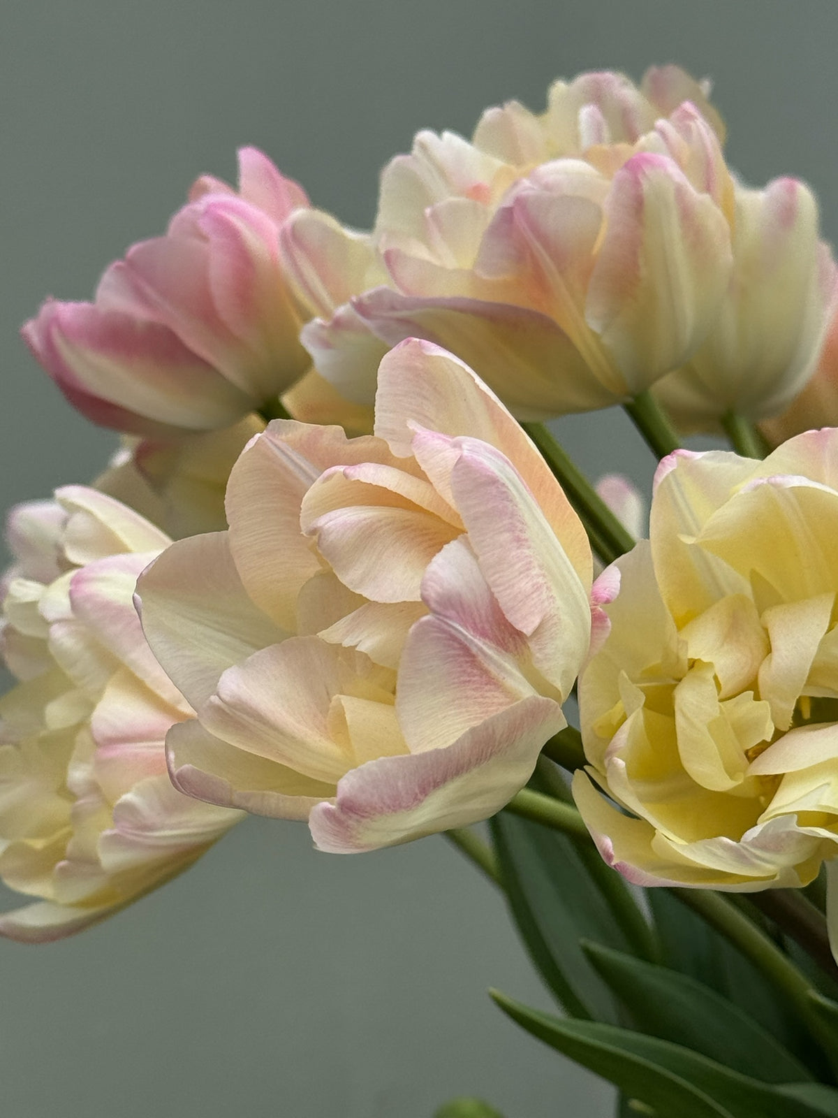 Tulipanløk Miks 15 stk - 'Petal Power'