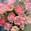 Tulipanløk Miks 15 stk - 'Petal Power'