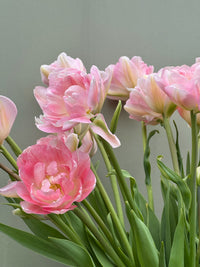 Tulipanløk Miks 15 stk - 'Petal Power'