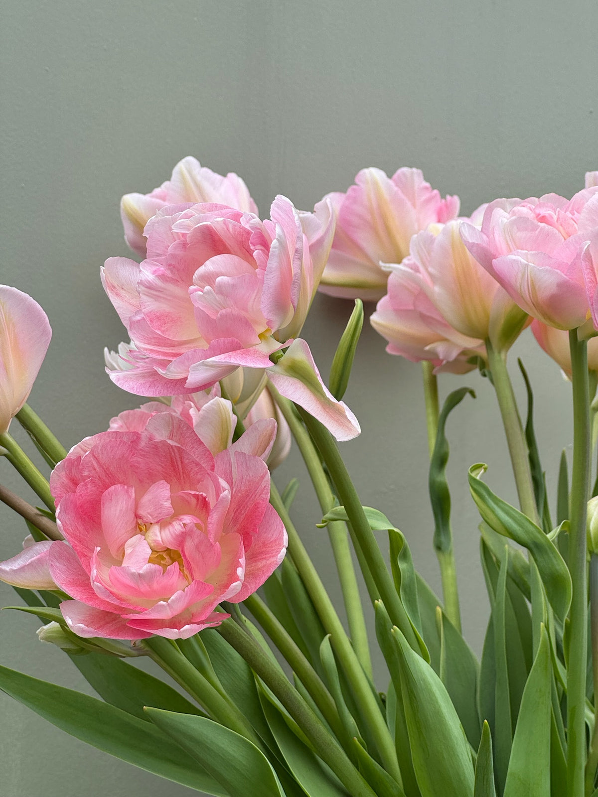 Tulipanløk Miks 15 stk - 'Petal Power'