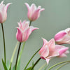 Tulipanløk Miks 15 stk - 'Petal Power'