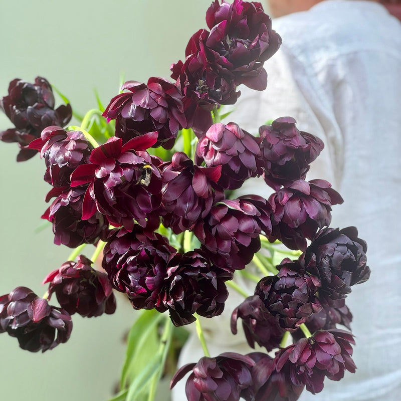 Tulipanløk Miks 20 stk - 'Perfection'