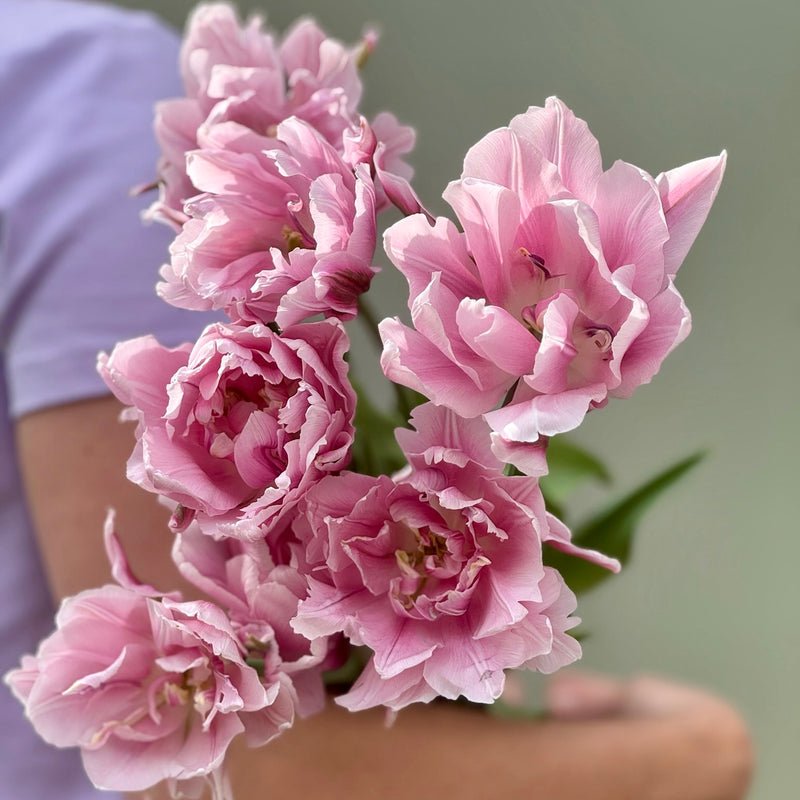 Tulipanløk Miks 20 stk - 'Perfection'