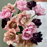 Tulipanløk Miks 20 stk - 'Perfection'