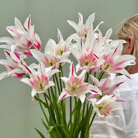 Tulipanløk Miks 15 stk - 'Carnival'