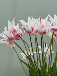 Tulipanløk Miks 15 stk - 'Carneval'