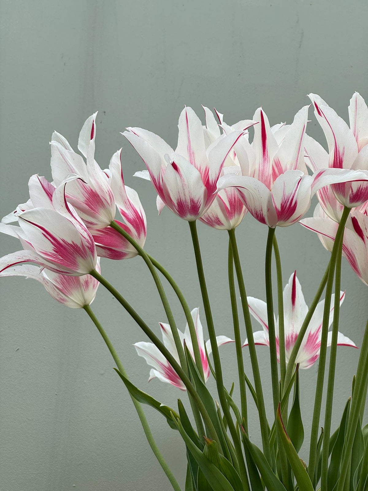 Tulipanløk Miks 15 stk - 'Carneval'