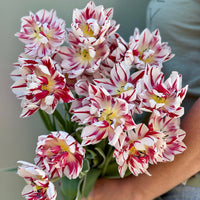 Tulipanløk Miks 15 stk - 'Carnival'