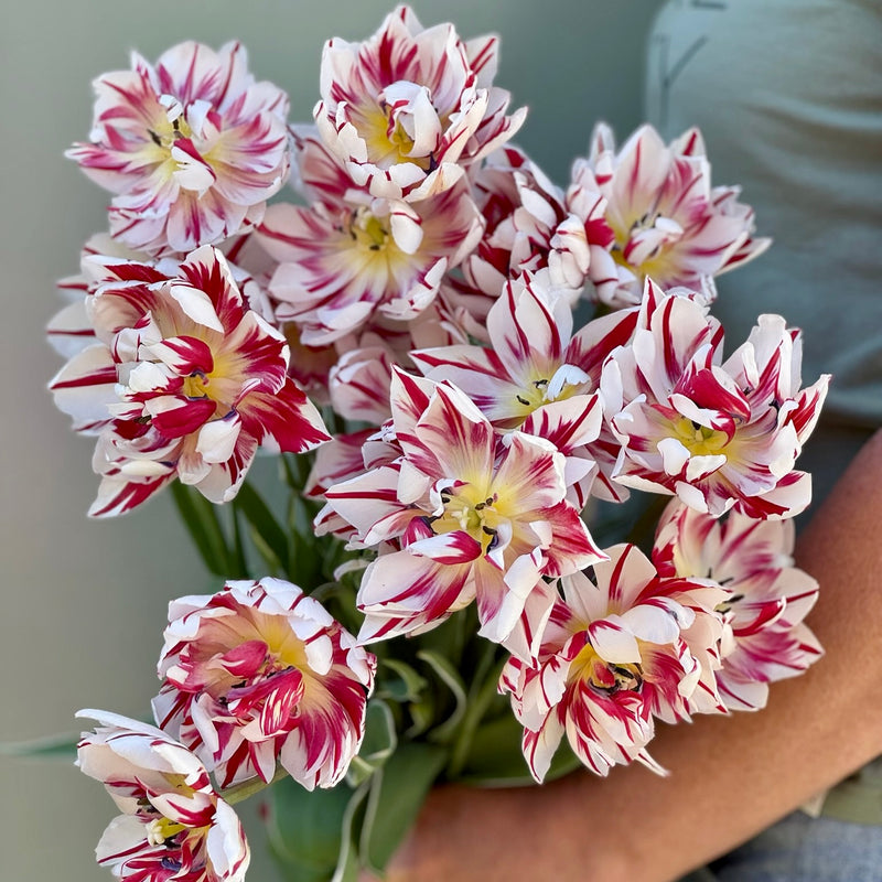 Tulipanløk Miks 15 stk - 'Carnival'