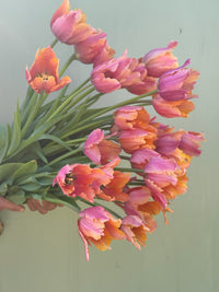 Tulipanløk Miks 15 stk - 'Awake'