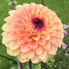 Dahlia 'Wine Eyed Jill'