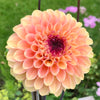 Dahlia 'Wine Eyed Jill'