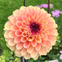 Dahlia 'Wine Eyed Jill'