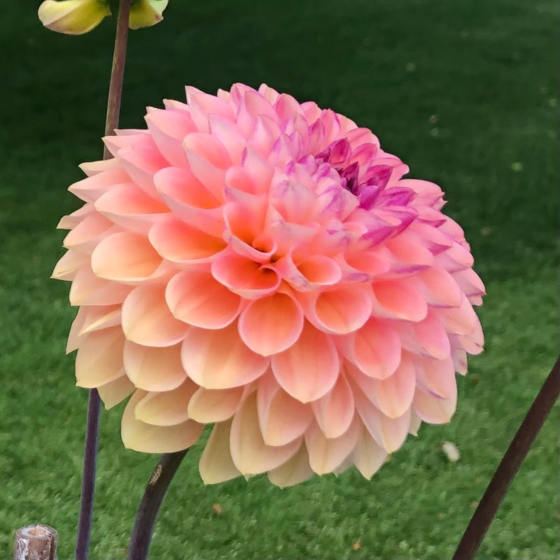 Dahlia 'Wine Eyed Jill'