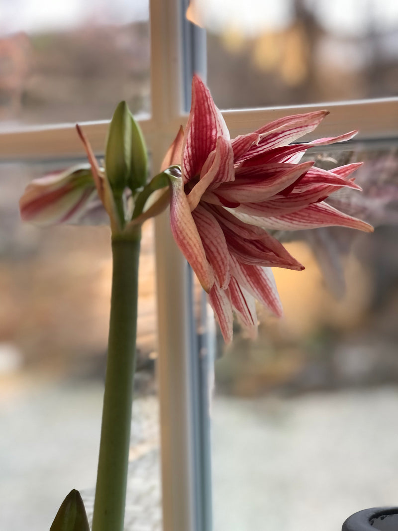 Amaryllis løk 'Doublet'