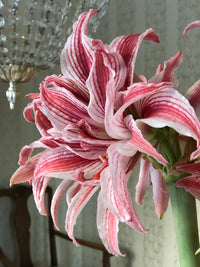 Amaryllis løk 'Doublet'