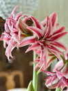 Amaryllis løk 'Doublet'