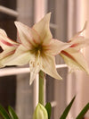 Amaryllis løk 'Magic Green'