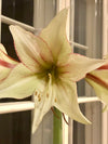 Amaryllis løk 'Magic Green'