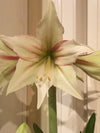 Amaryllis løk 'Magic Green'