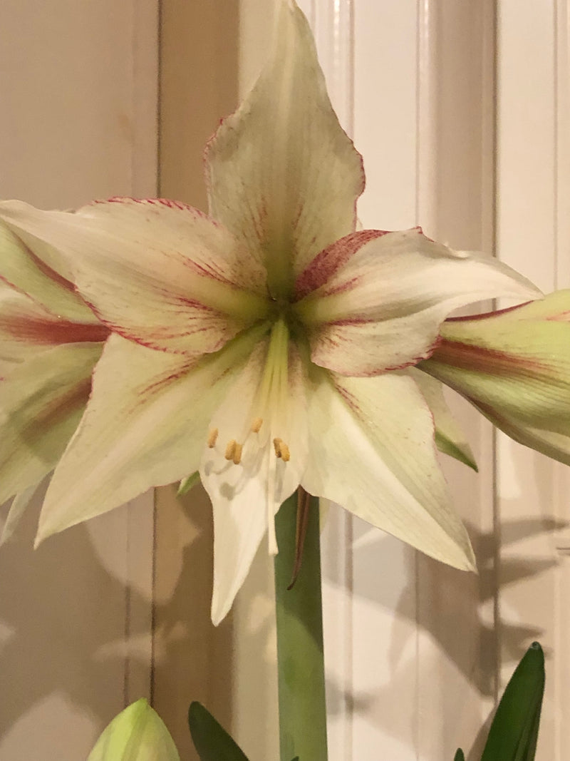 Amaryllis løk 'Magic Green'