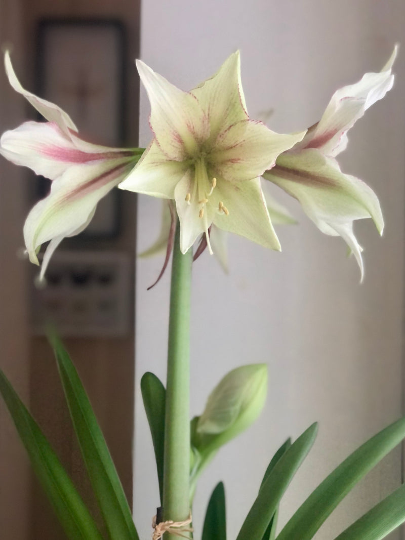 Amaryllis løk 'Magic Green'