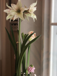 Amaryllis løk 'Magic Green'