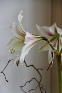 Amaryllis løk 'Magic Green'