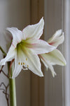 Amaryllis løk 'Magic Green'