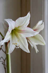Amaryllis løk 'Magic Green'