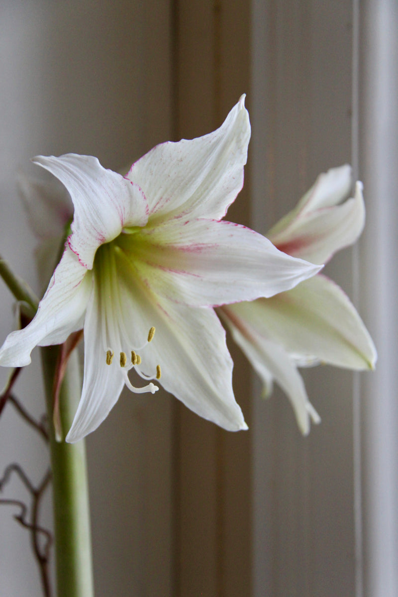 Amaryllis løk 'Magic Green'