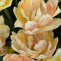 Tulipanløk Miks 15 stk - 'First Sign'