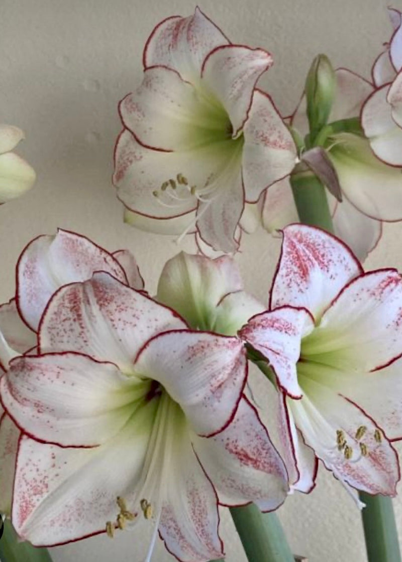 Amaryllis løk 'Picasso'