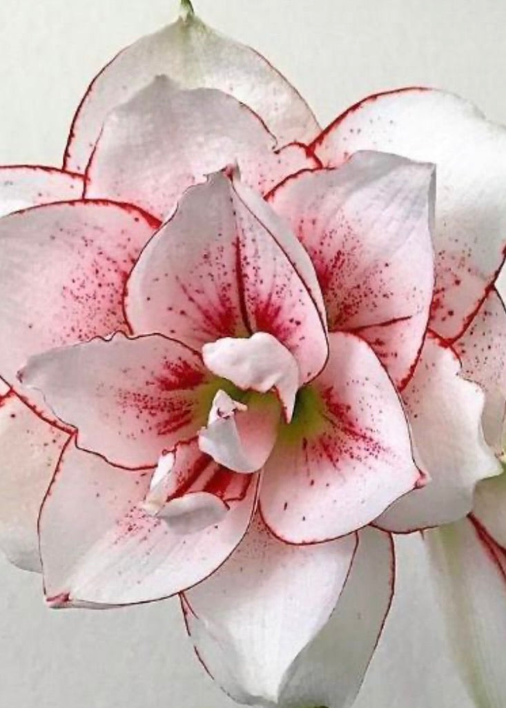 Amaryllis løk 'Elvas Double'