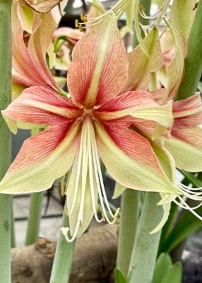Amaryllis løk 'Dance Valley'