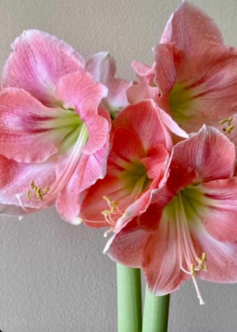 Amaryllis løk 'Rosalie'