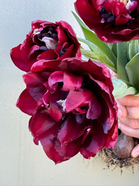 Tulipanløk Miks 15 stk - 'Carneval'