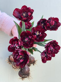 Tulipanløk Miks 15 stk - 'Carneval'