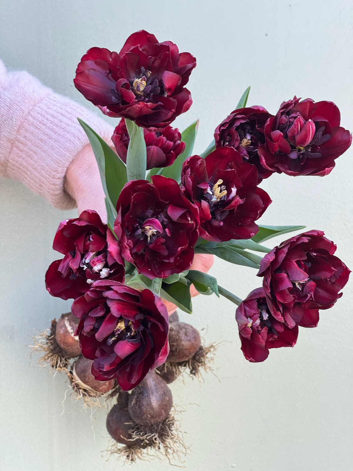 Tulipanløk Miks 15 stk - 'Carneval'